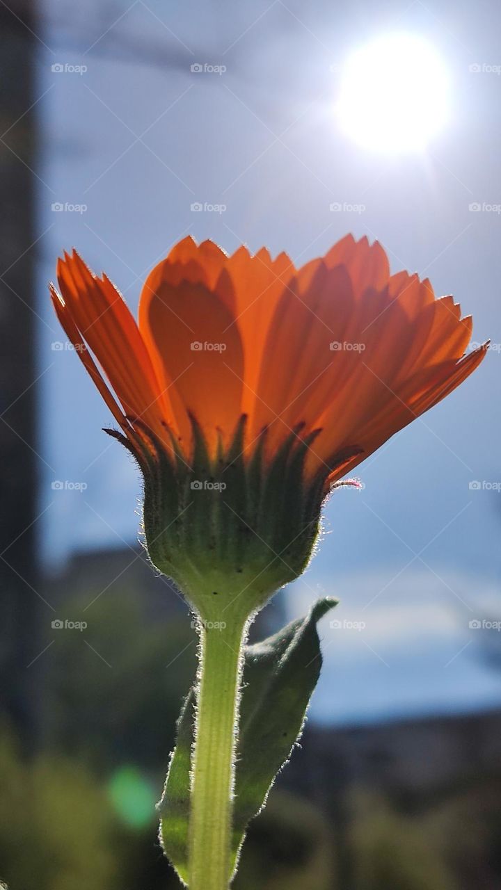 calendula