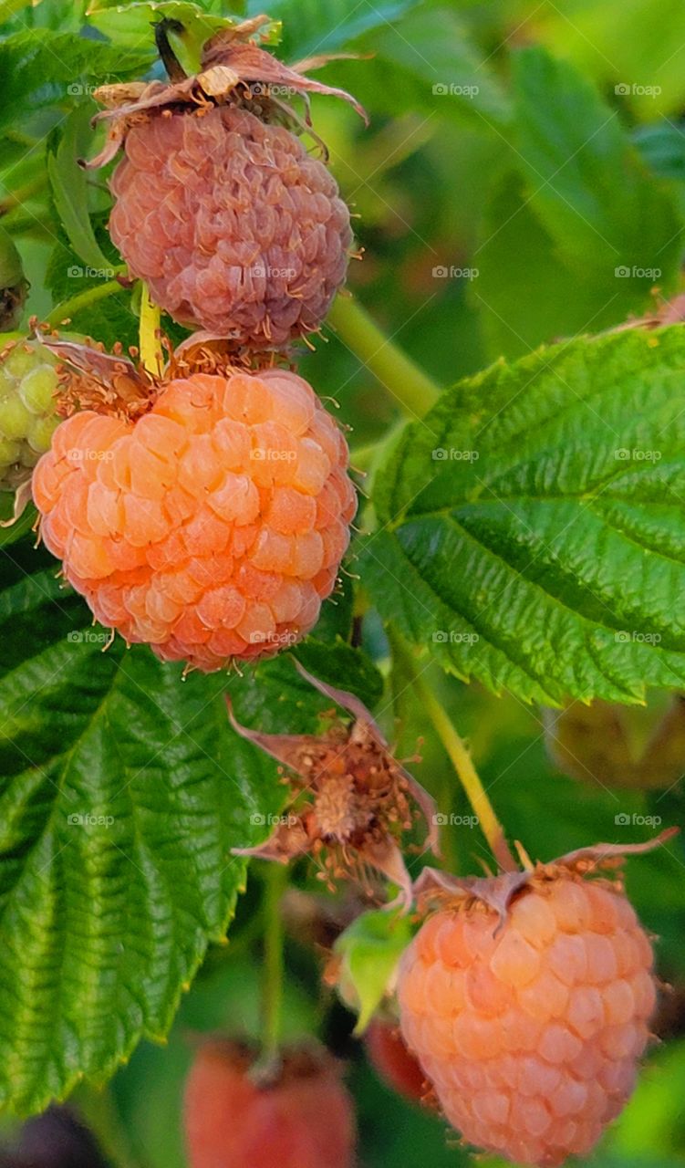 Pink Himalayan Raspberries ready to eat