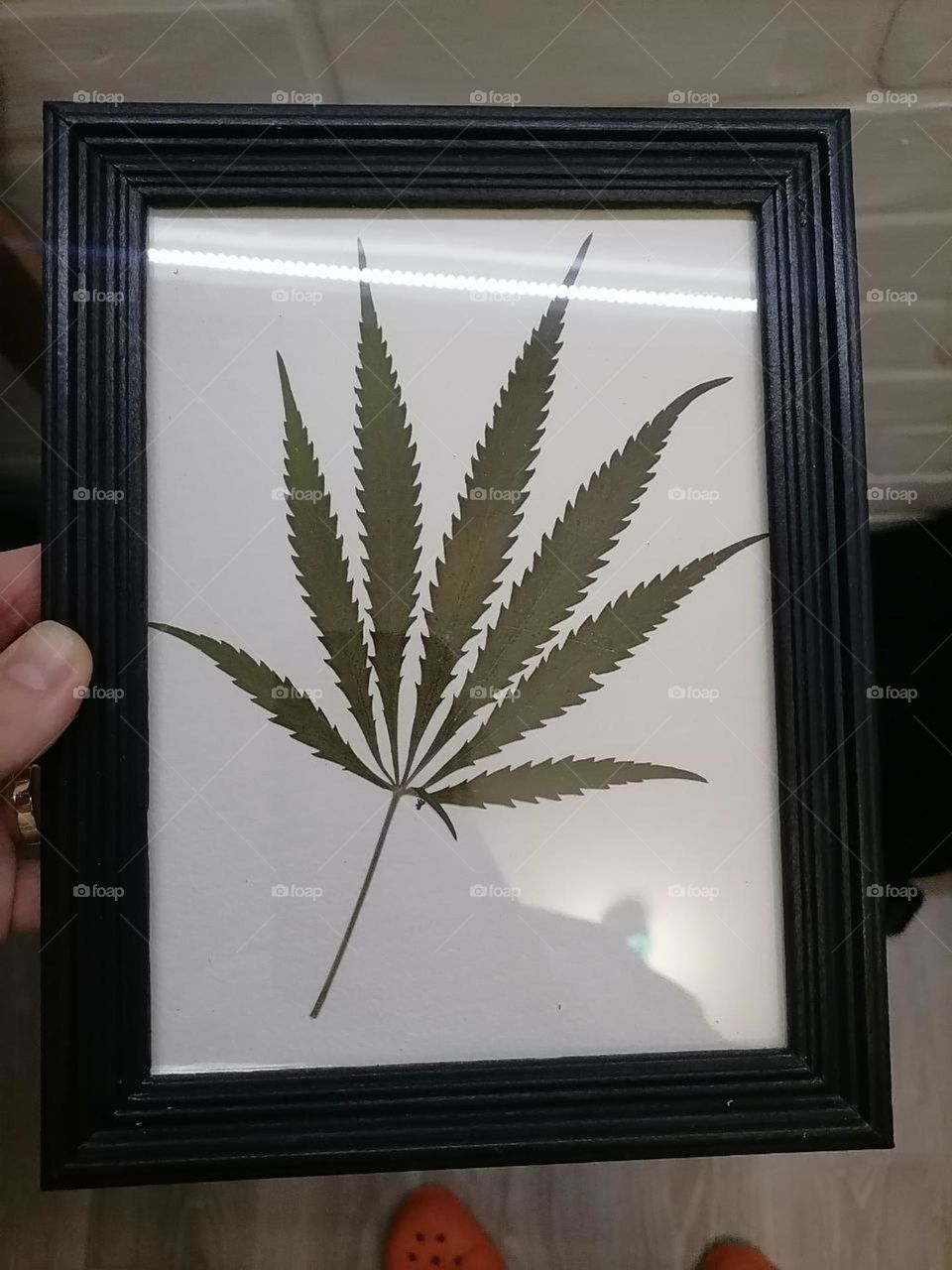 beautiful herbarium☘️