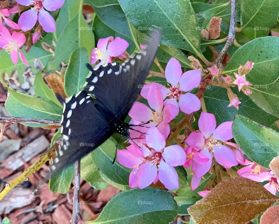 Black butterfly 