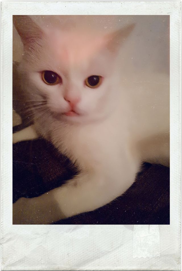 cat Amur