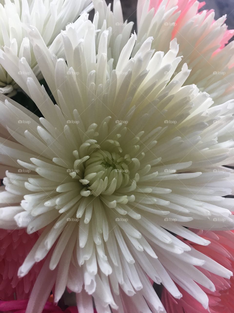 White flower closeup