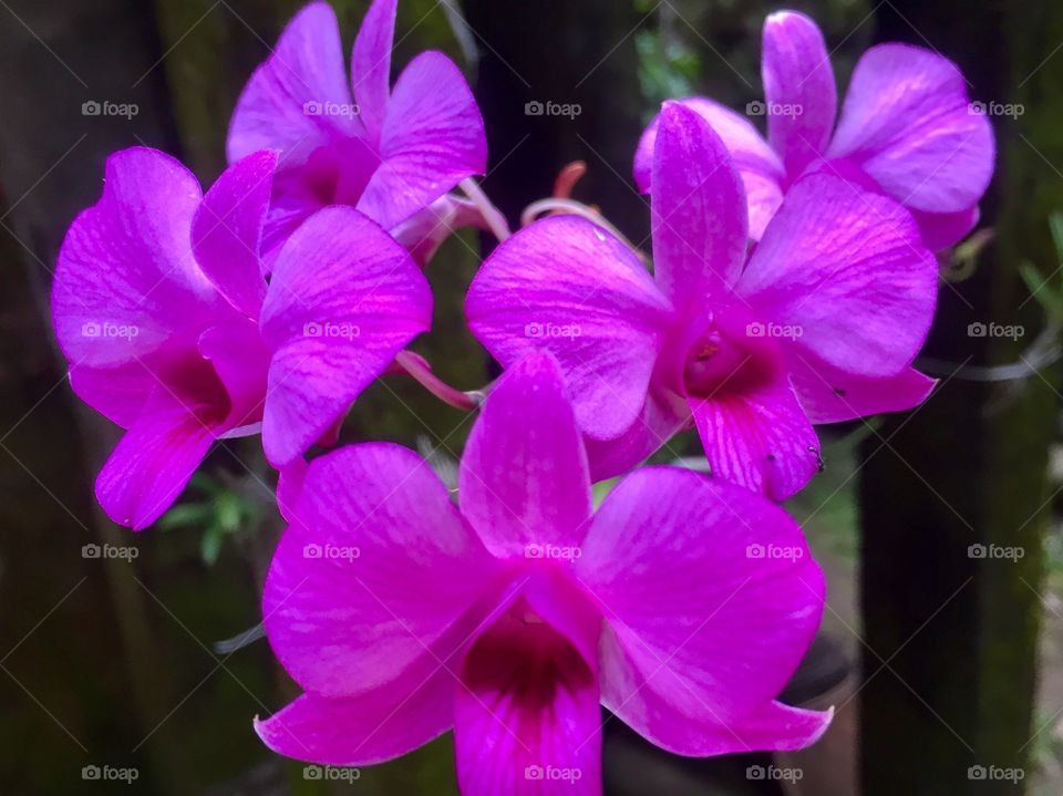 Orchid flower