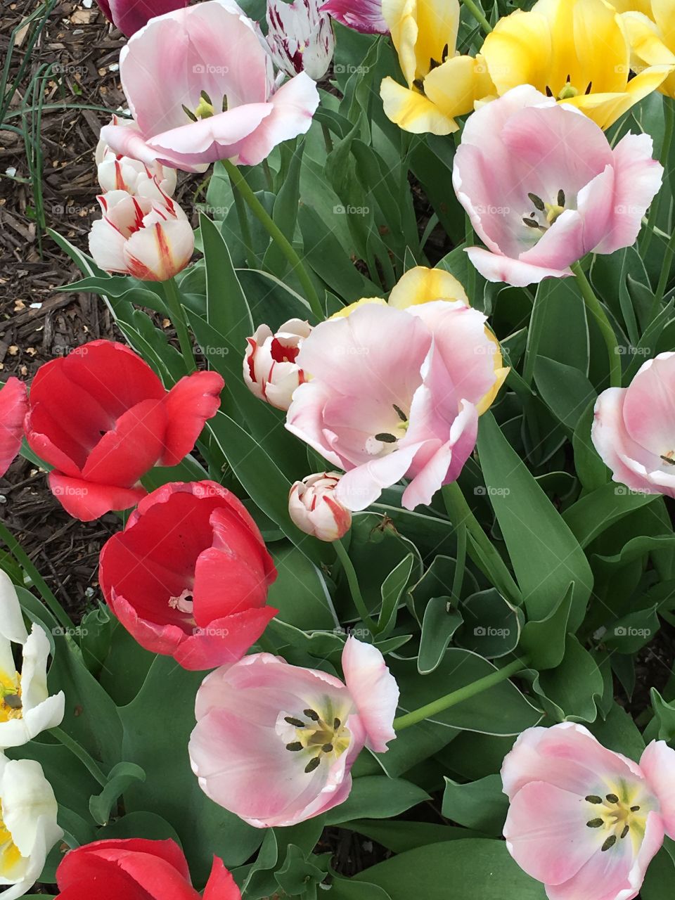 Tulips in bloom