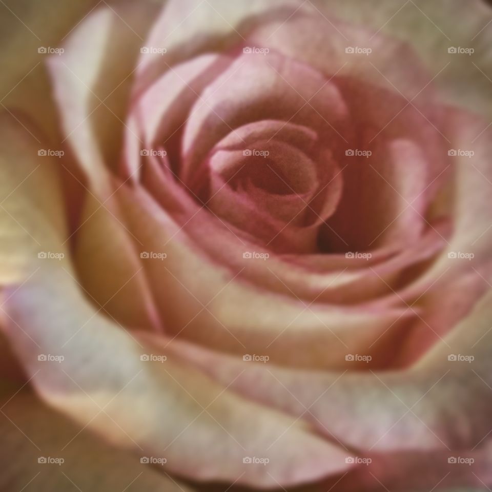 soft pink rose