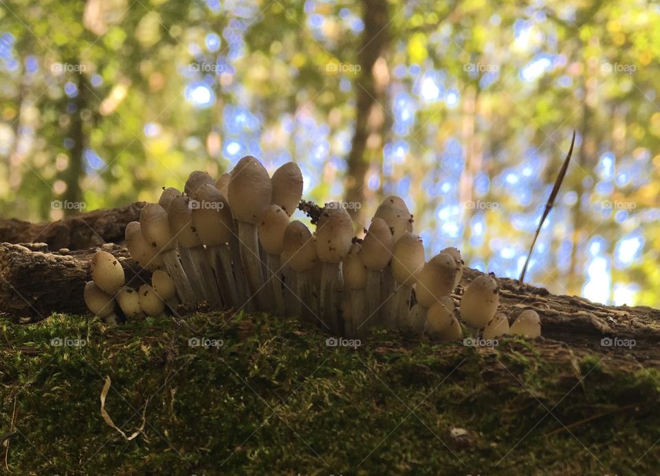 Tiny shrooms on a mossy log