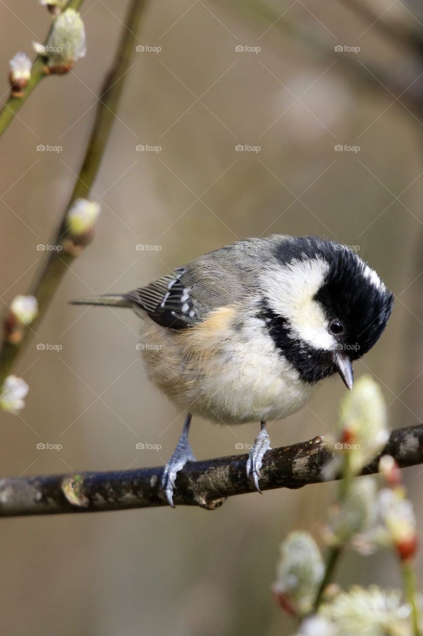 Coal tit