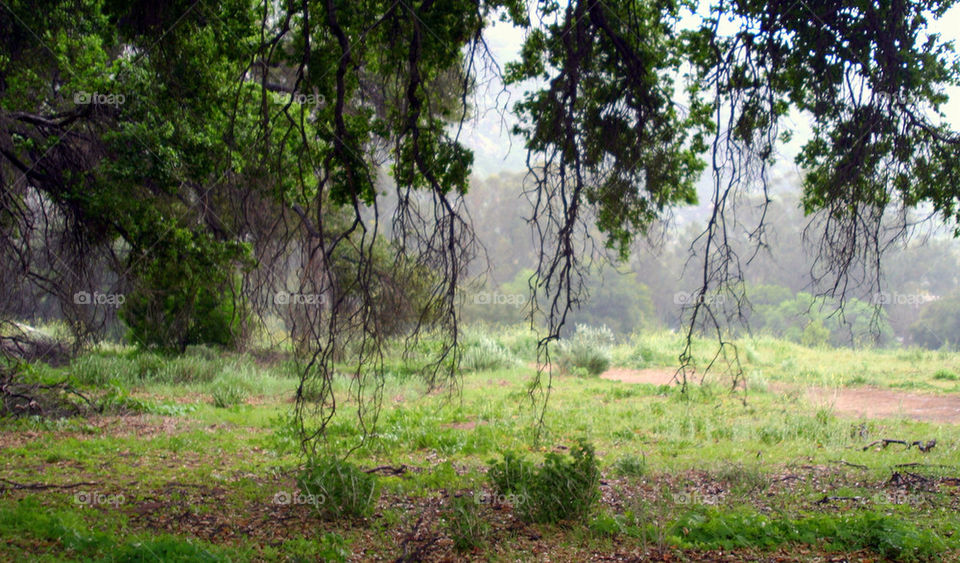 landscape green nature outdoors by hlehnerer