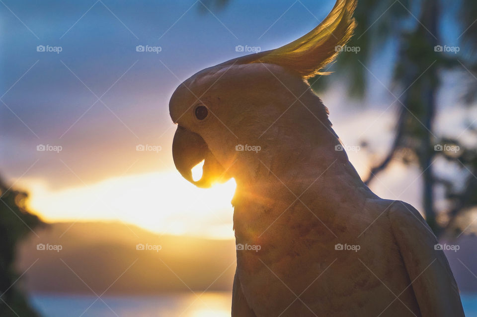 Beautiful cockatoo on my balcony during sunset, Daydream Island, Australia