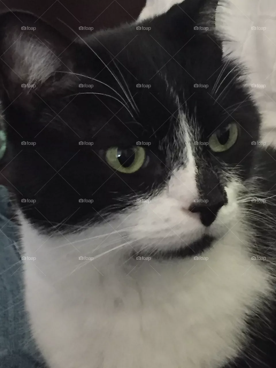 Oreo 