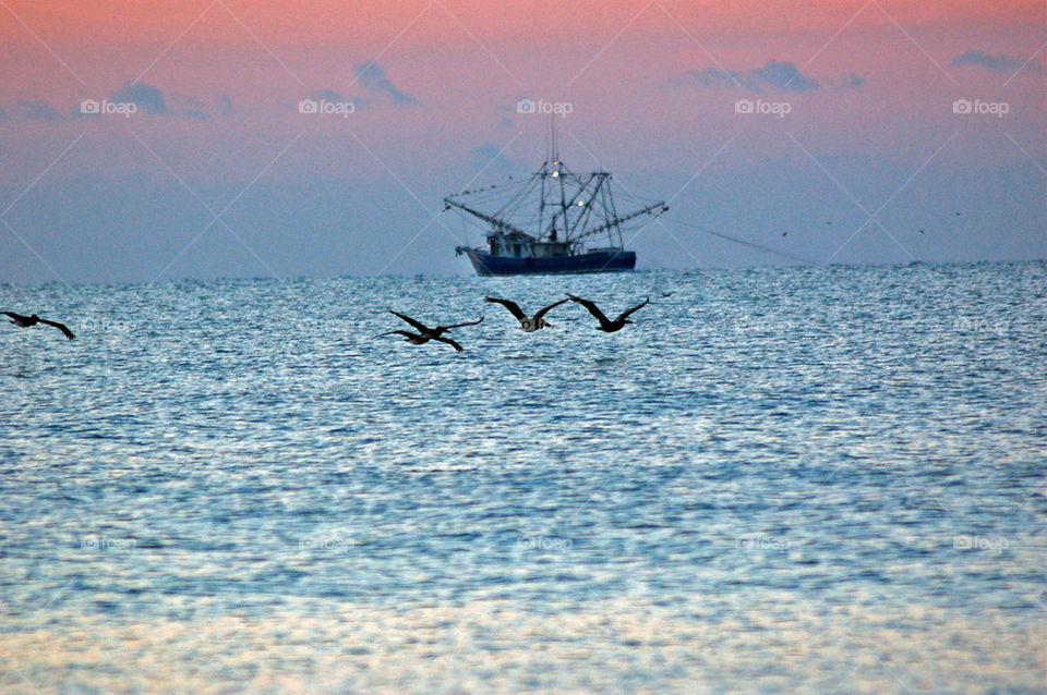 ocean birds water boat by mmcook