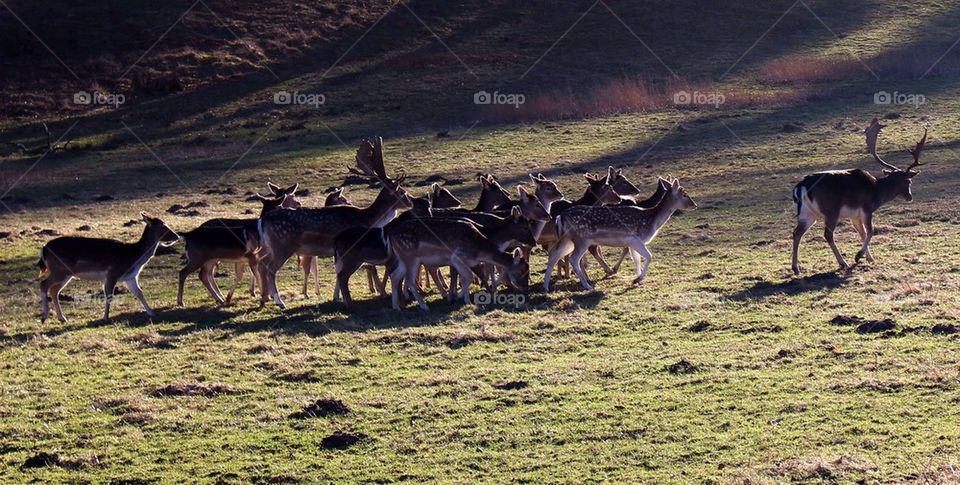 Deer grazing on the field