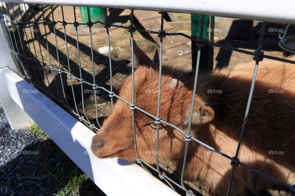 Brown Pygmy Goat with a fenced in enclosure.