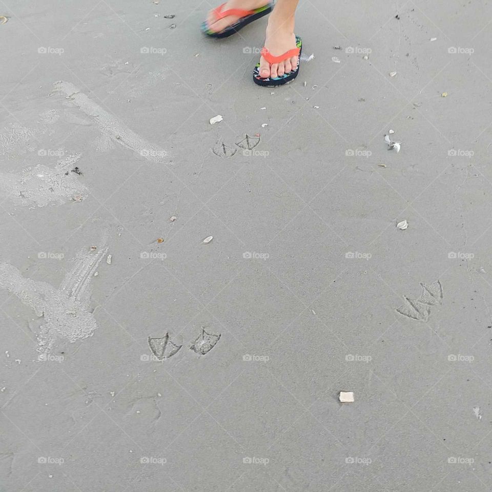 bird tracks in sand