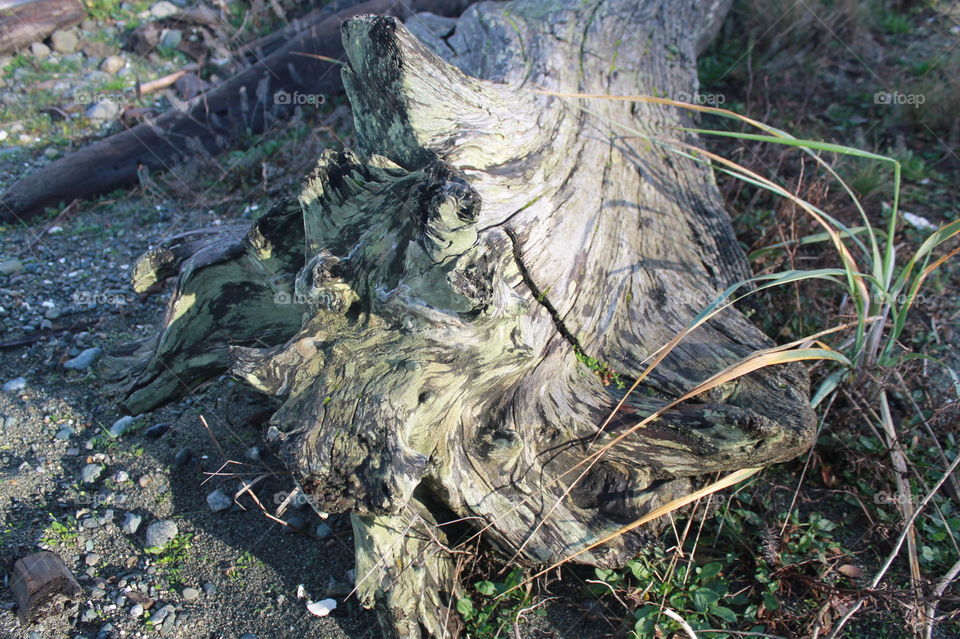 A gnarly old piece of driftwood side-lit in the morning sunlight on a windy day with a mix of sun and rain. 