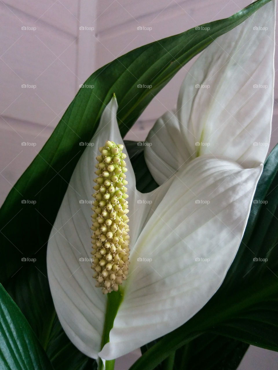 white blossoms indoors