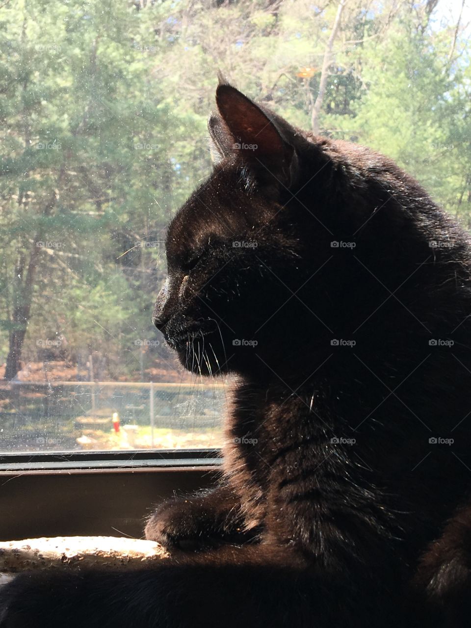Black Cat Upper Body Profile In Window
My kitty looking intently at something while sitting in the kitchen window sunshine! 🐾
You can see our woods in the background.