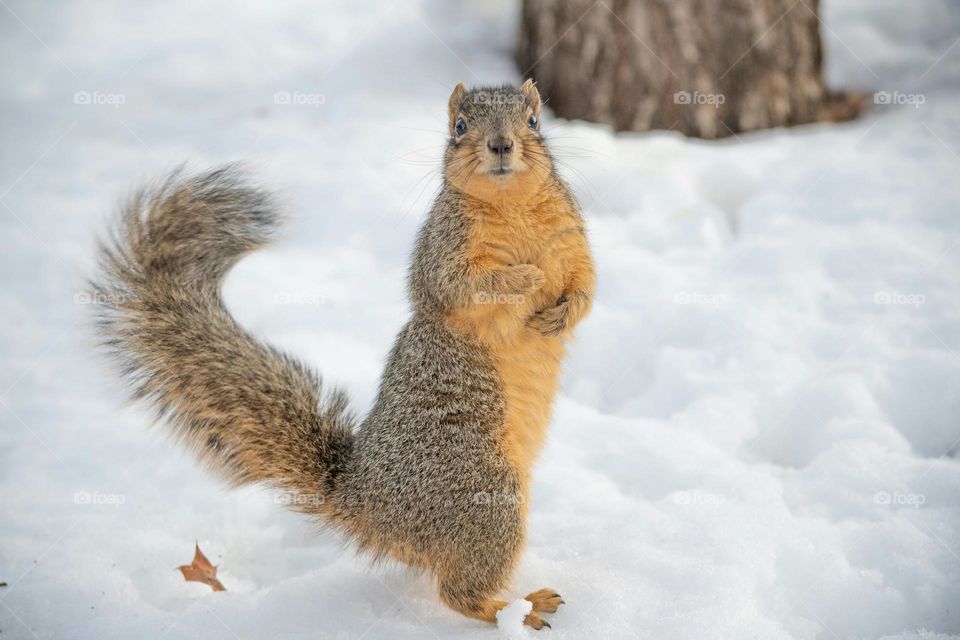 Snow squirrel