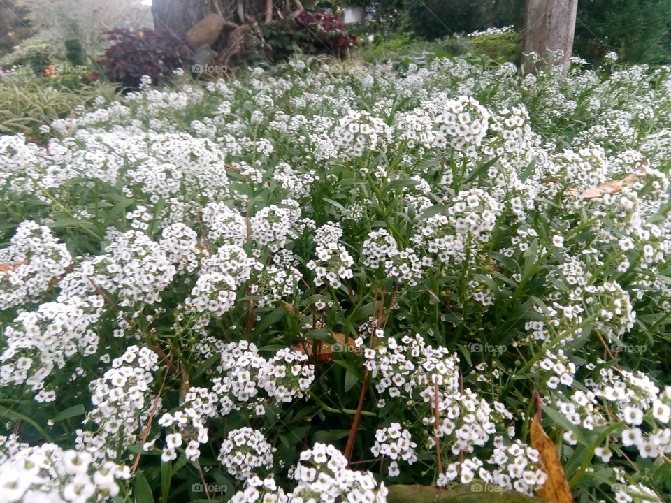 Beauty Flower