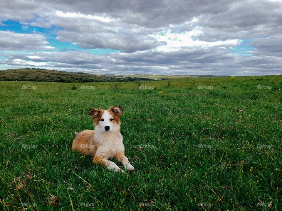 Dog and field