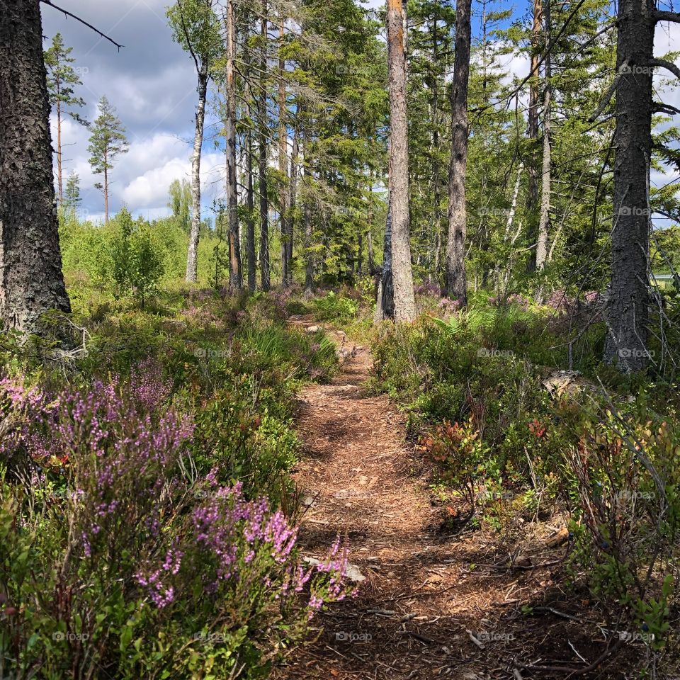 Forrest in Sweden