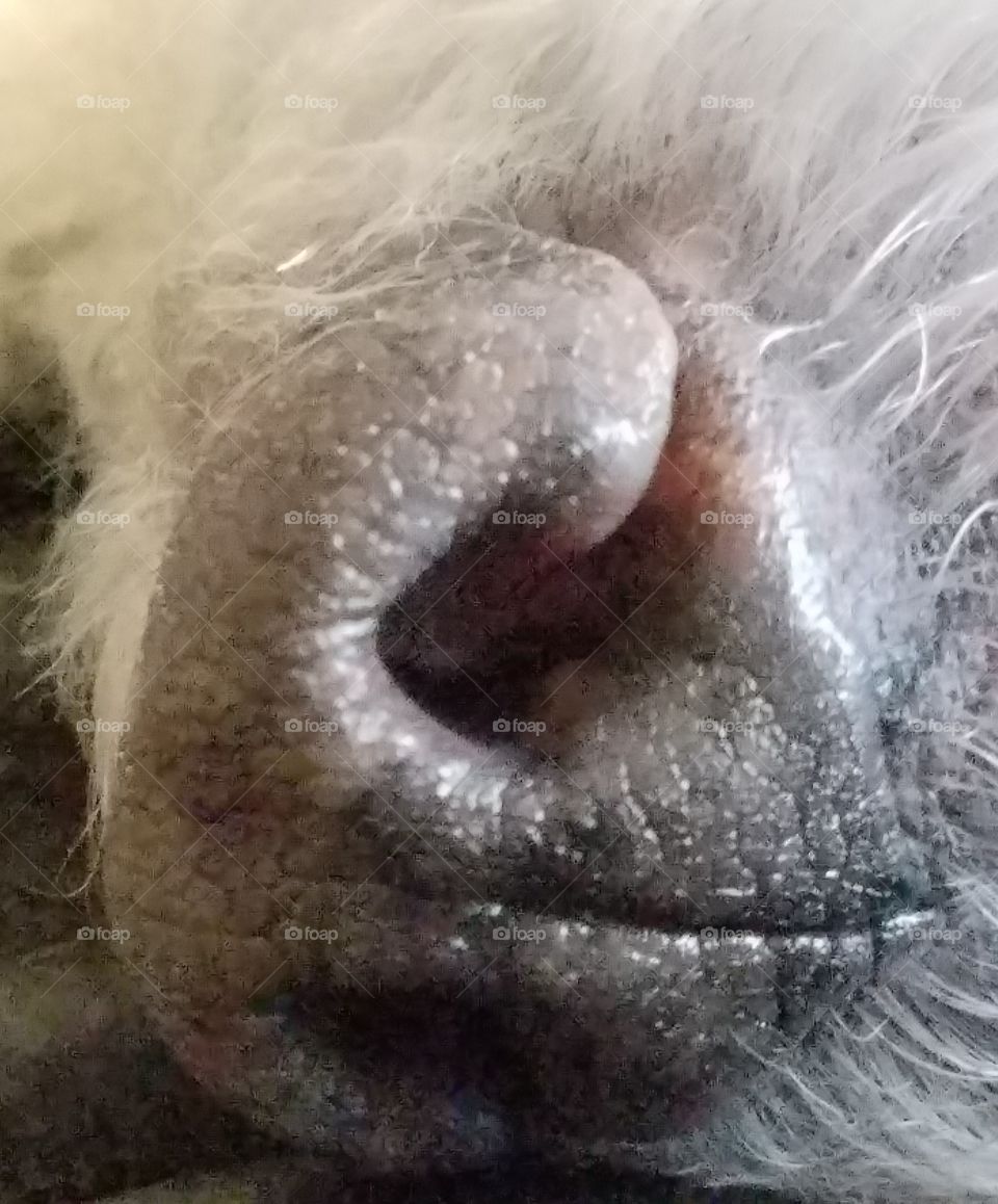 Macro, close up Poodle dog nose.