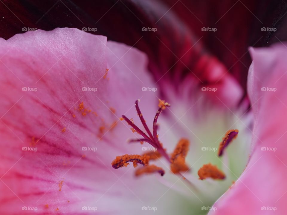 Close up of flower pollen