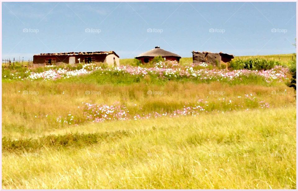 Shack and hut in rural KZN South Africa with Cosmos flowers in tall grass