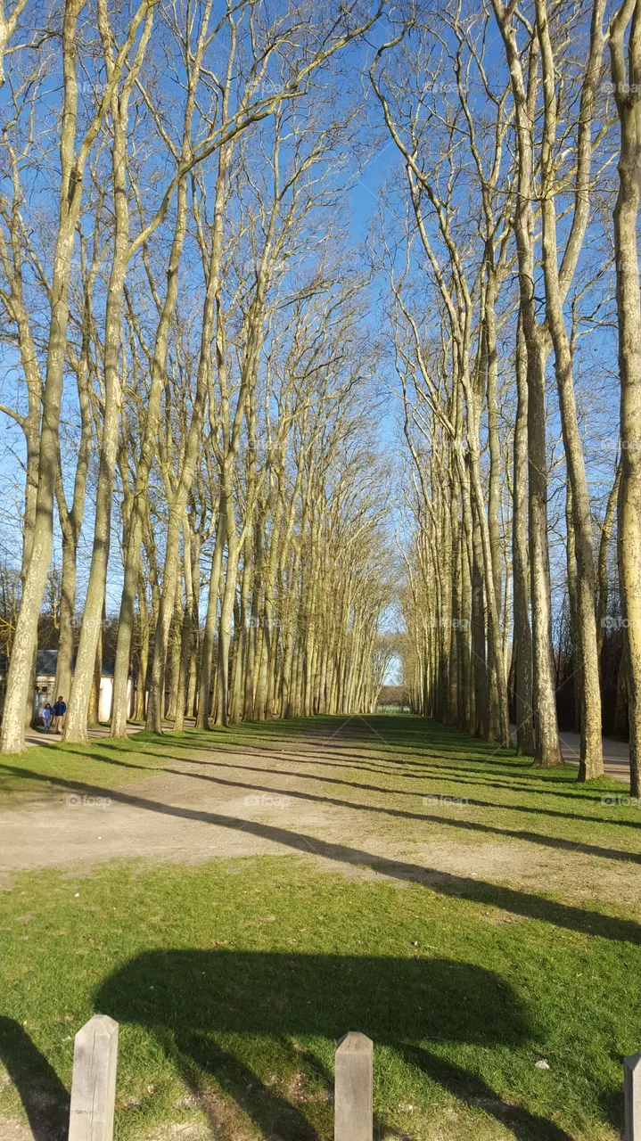 trees