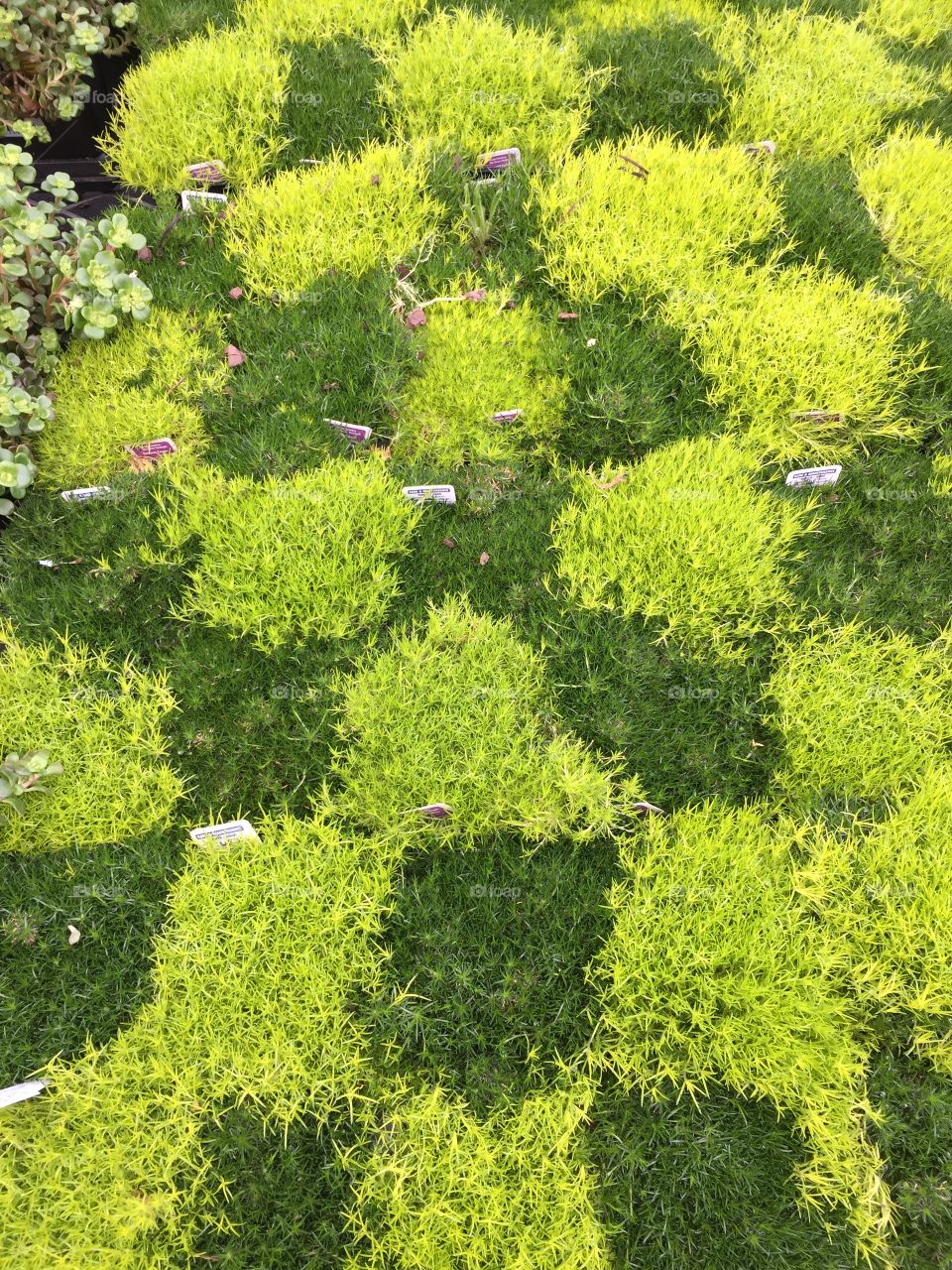 Light green squares and dark green squares of decorative grass for spring.