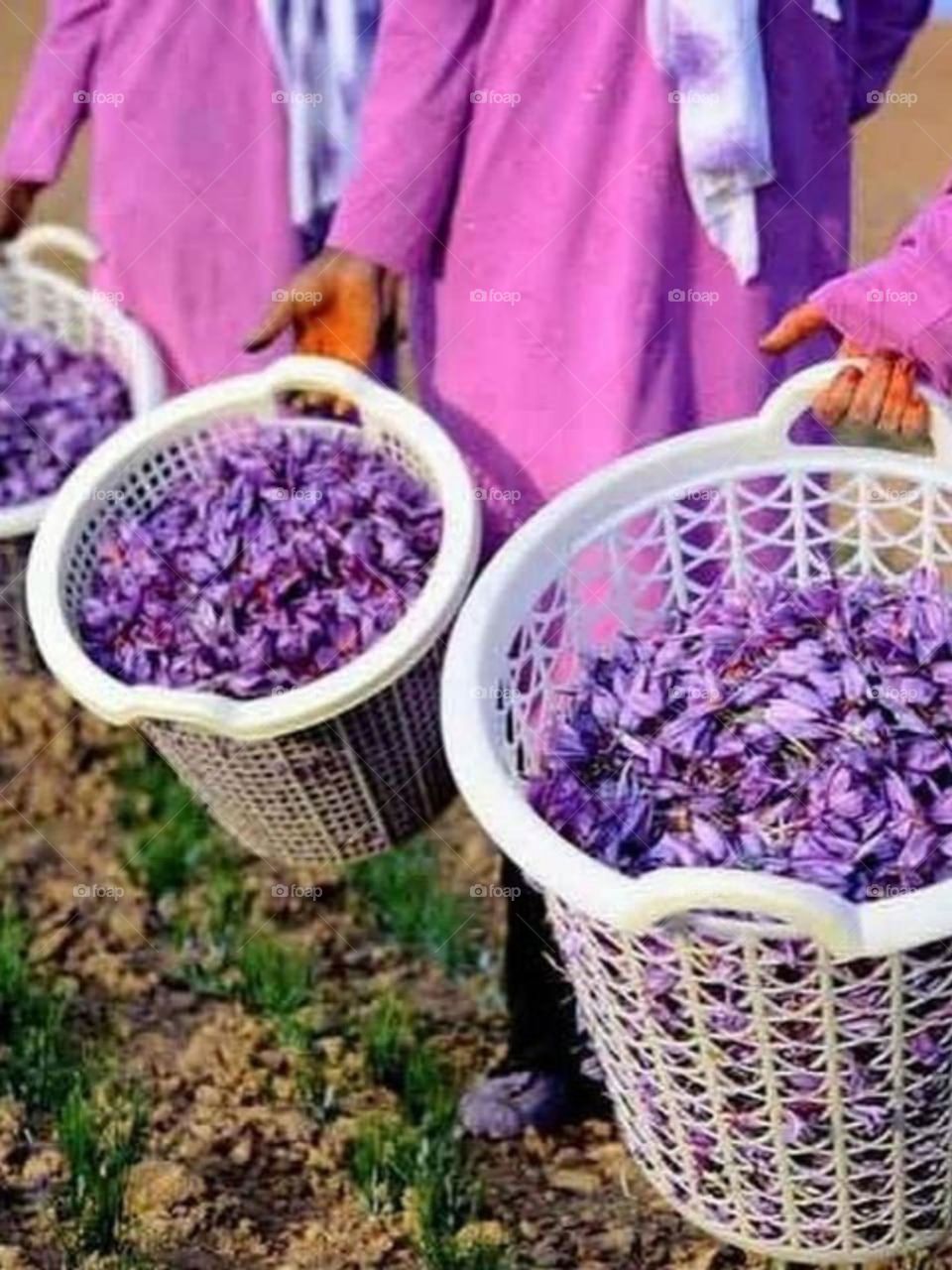 Harvesting Saffron