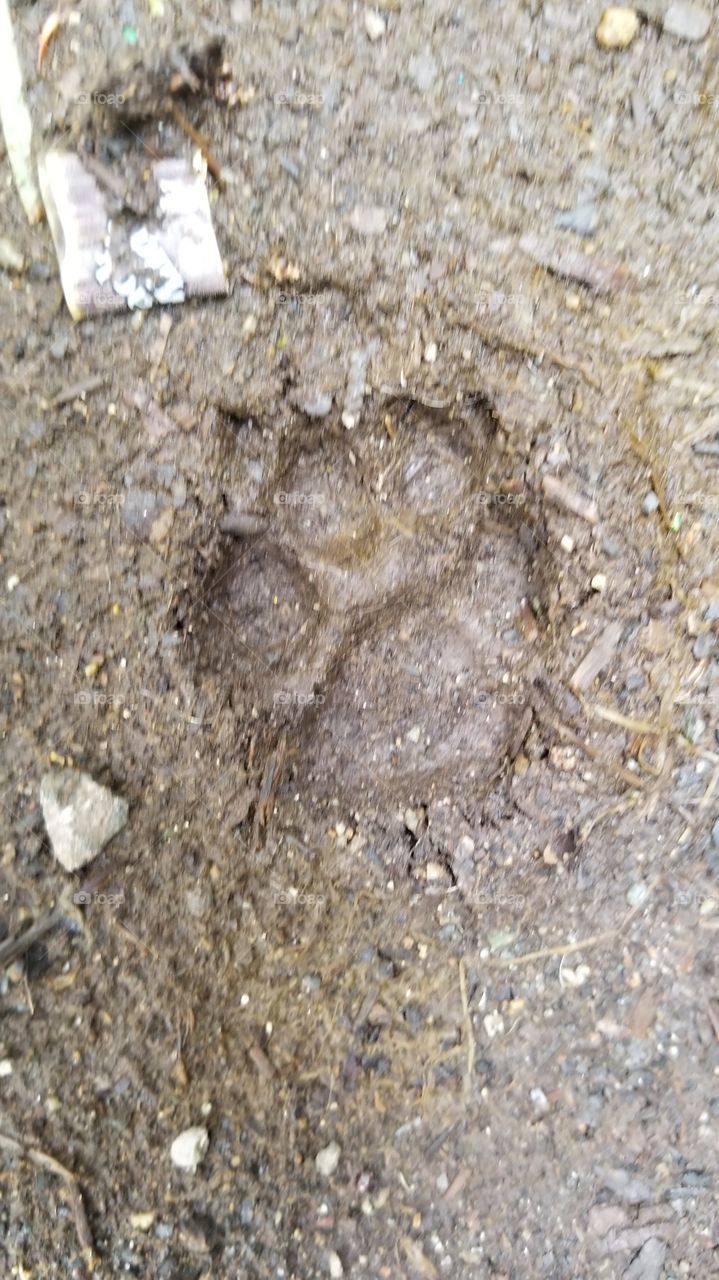 single paw print