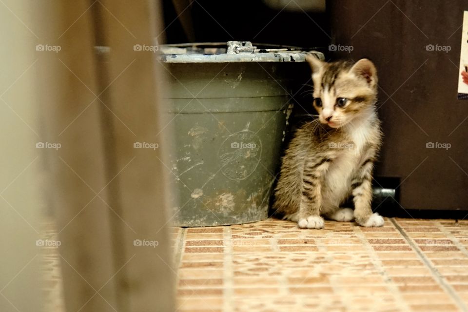 kitty in a warehouse