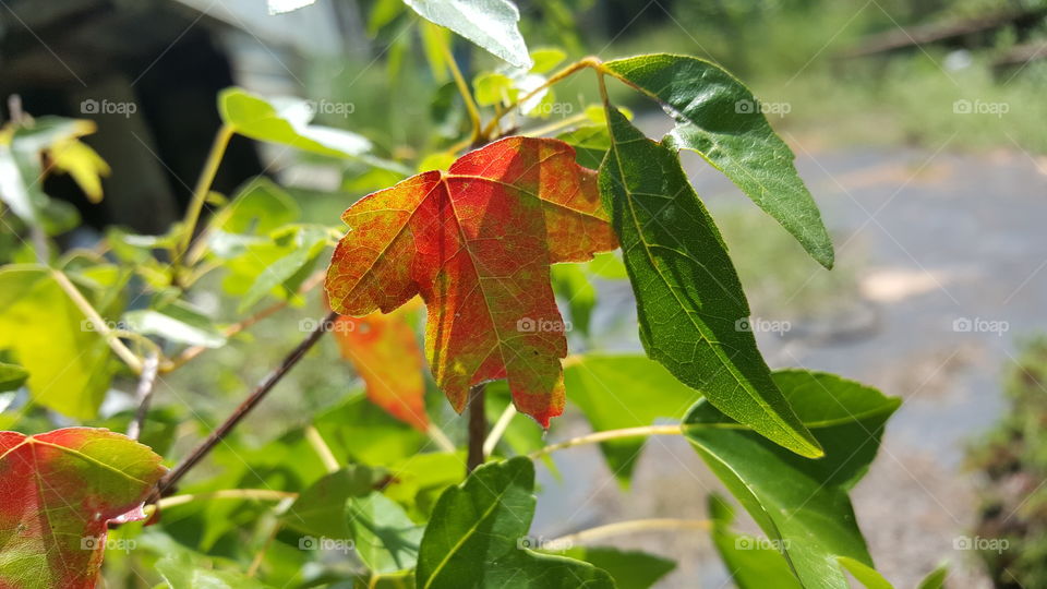 Fall's 1st leaf