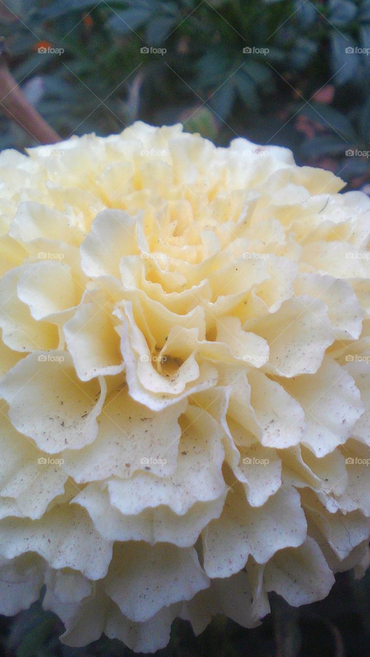 White Marigold flower