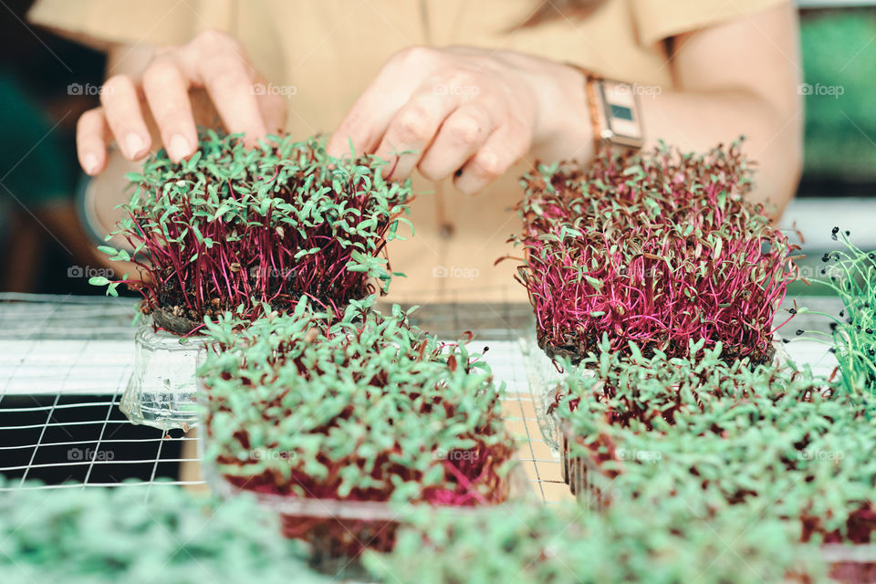 Girl in yellow dress harvesting  a microgreen