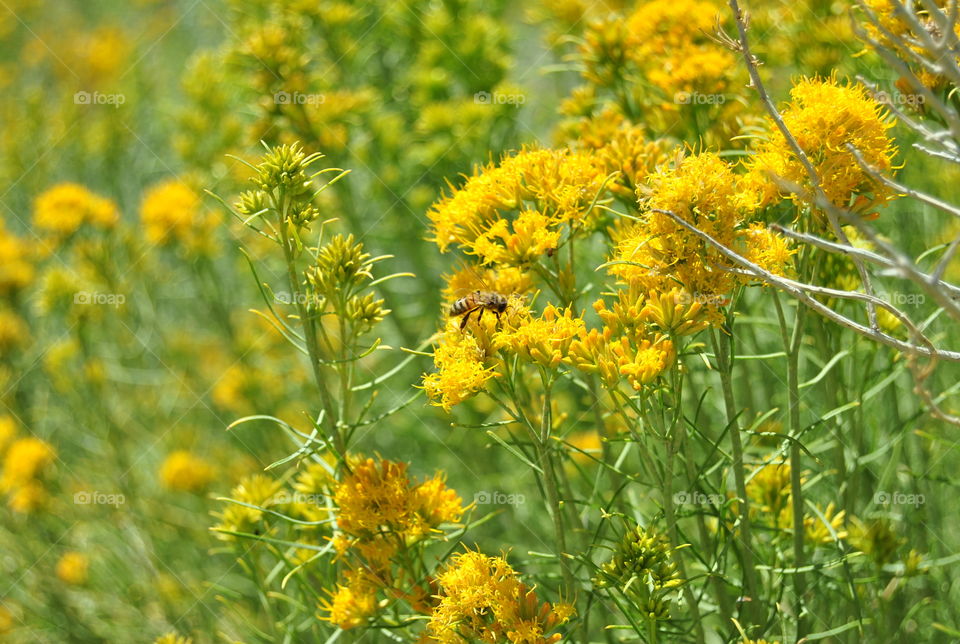 Yellow flower and a bee