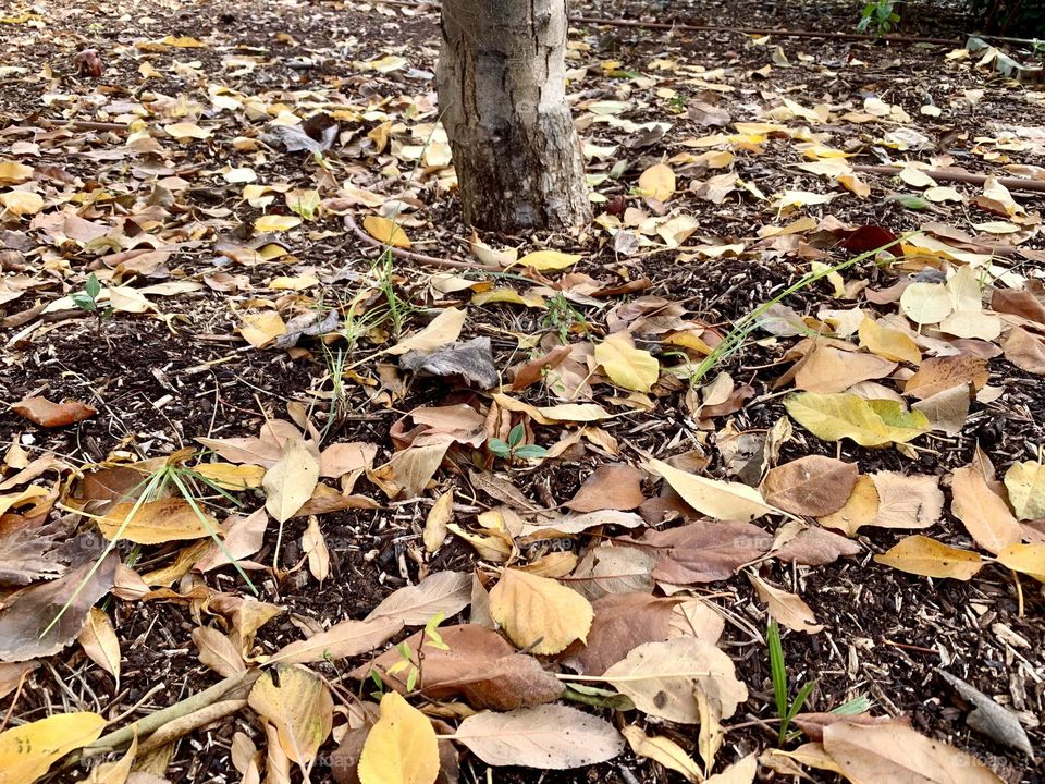 Fall leaves on the ground under the tree