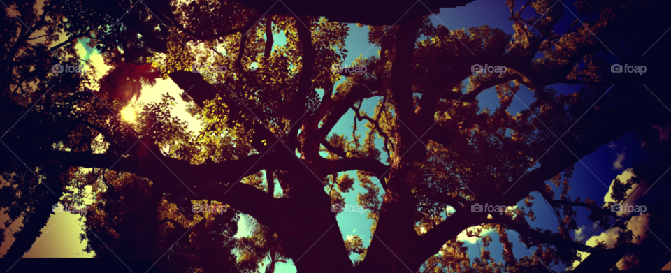 sky tree clouds sun by patrickshen