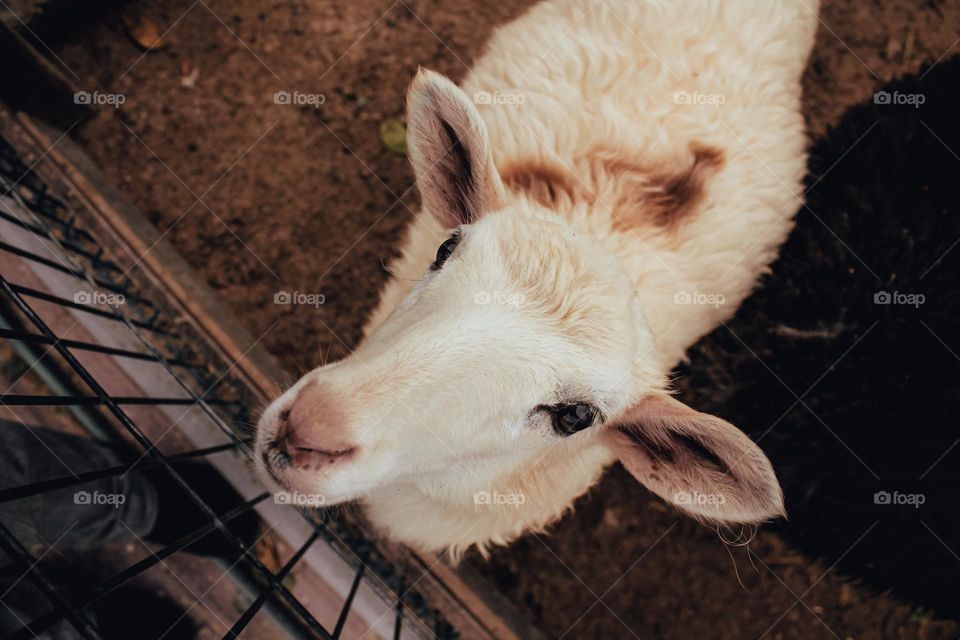 The cutest lamb