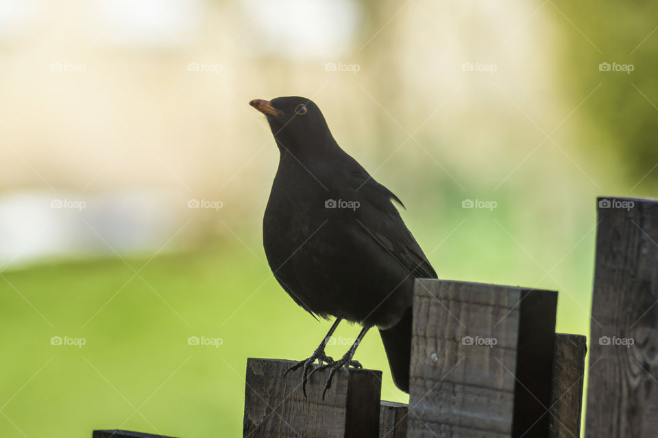 Blackbird on wooden fence