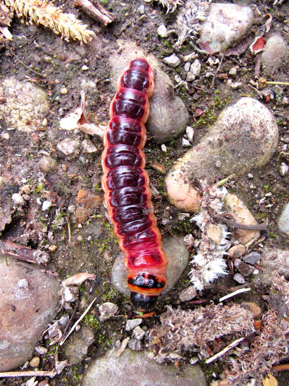 caterpillar