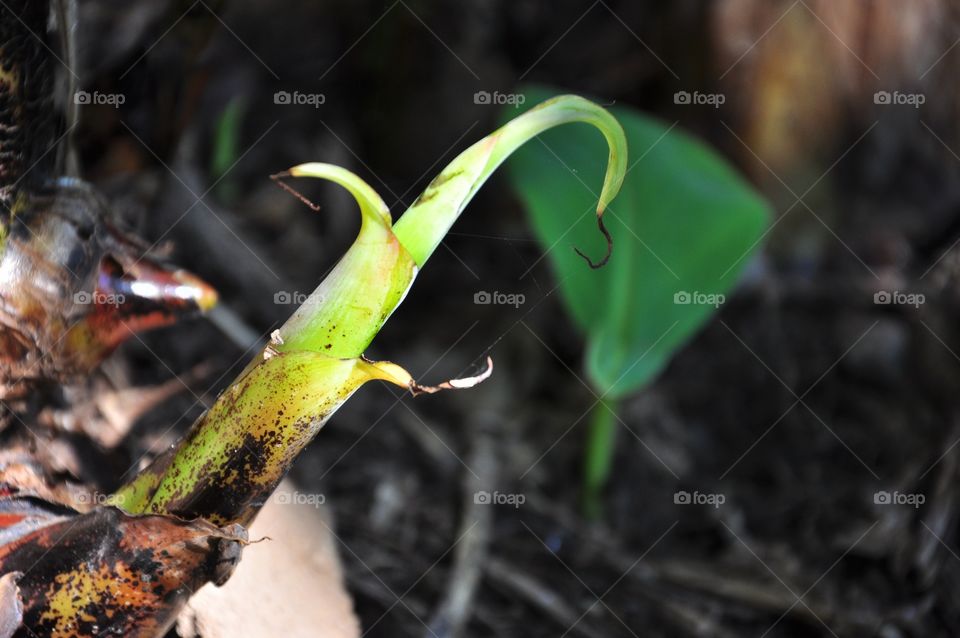 Nature, Leaf, Outdoors, No Person, Flora