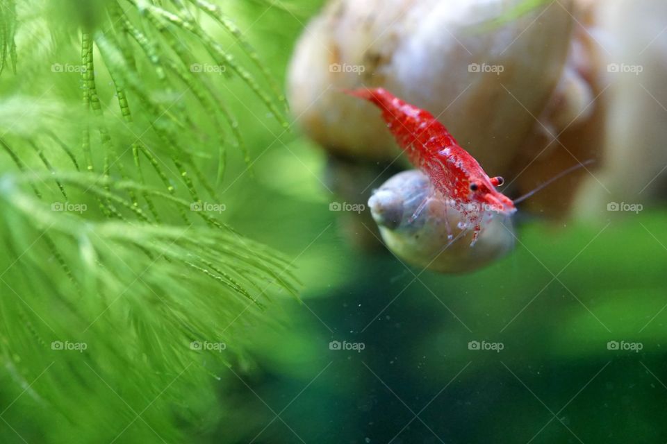 red small shrimp