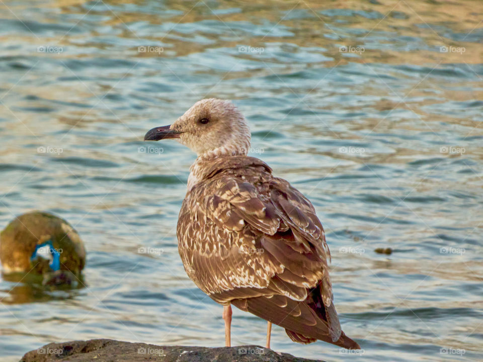 Pájaro Gaviota de perfil de color marrón y blanco con fondo de agua con luz del atardecer
