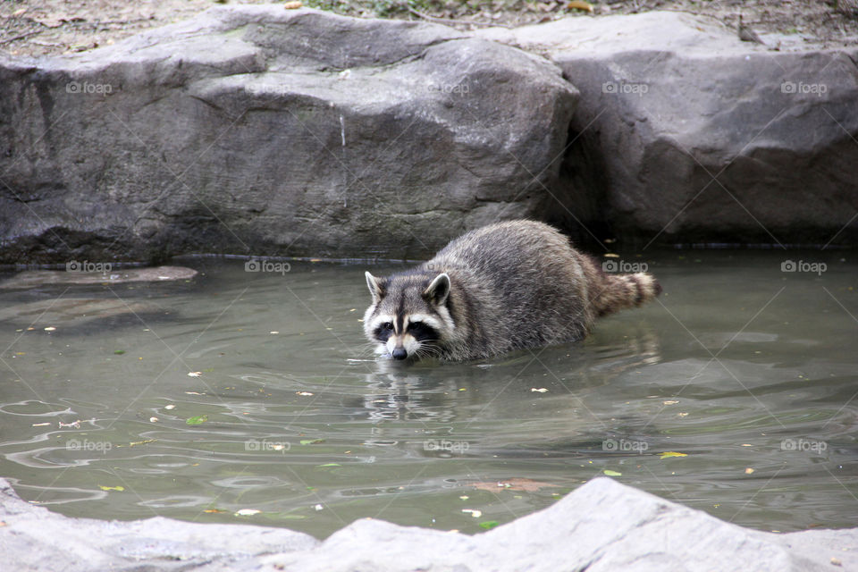 Raccoon the washing bear