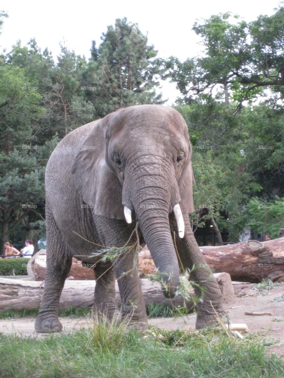 Elephant