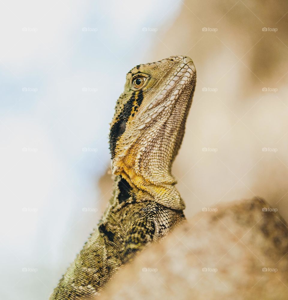 A curious Australian water dragon peeks out from behind a branch in Brisbane