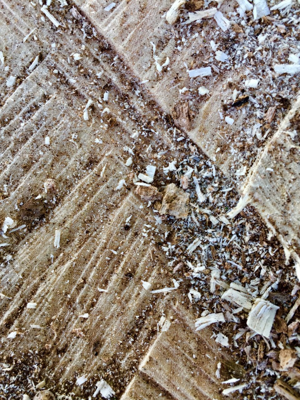 Creative Textures - surface of sawed tree trunk, wood chips and sawdust