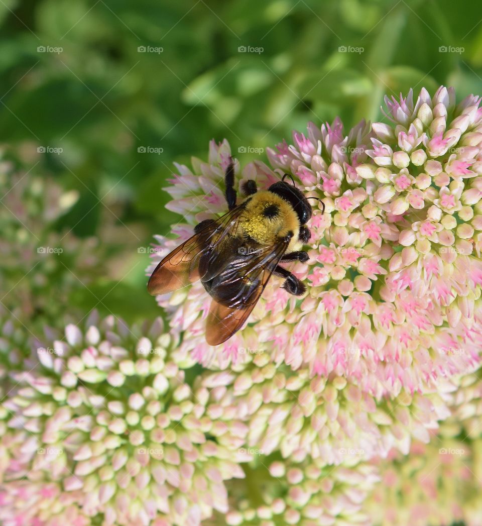 Extreme close-up of honey bee pollinating on flower